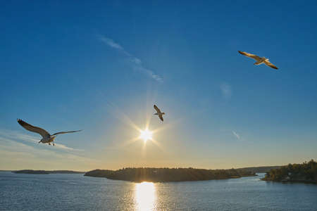 Three Sea Gulls flying over sea, islands and forestの写真素材