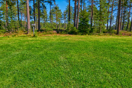 Abstract Grassy Pine forest Campsite Pitch with Electricity Connectionの写真素材