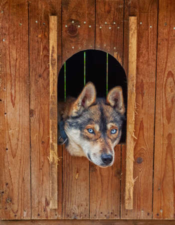 Sad and Deep Look of Husky dog locked in a wooden cageの写真素材
