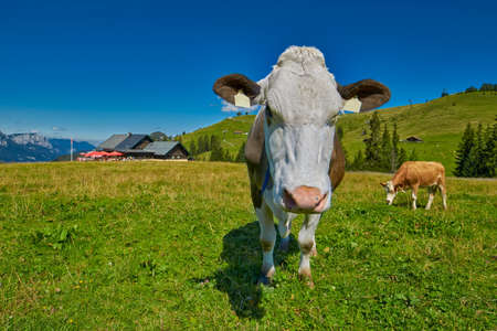 Milk Cow feeding fresh grass in Austrian Alps Hillの写真素材