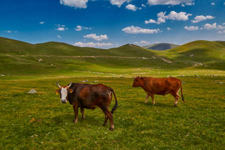 Cows eating fresh grass in mountain valley under dramatic blue skyの写真素材