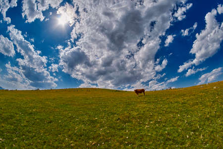 Cows eating fresh grass in mountain valley under dramatic blue skyの写真素材