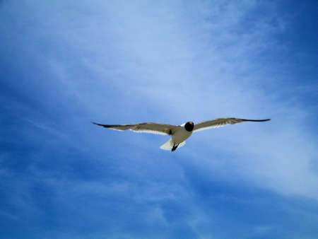 Soar