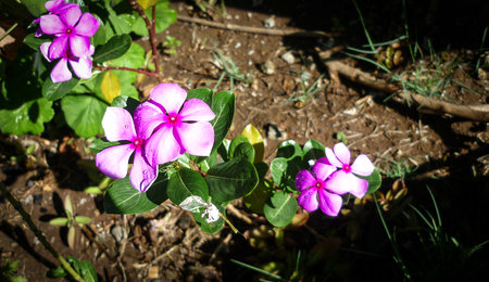 Periwinkle flowers in the garden on a sunny summer day.の写真素材