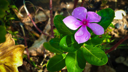 Purple Periwinkle flower with water drops on green leaves.の写真素材