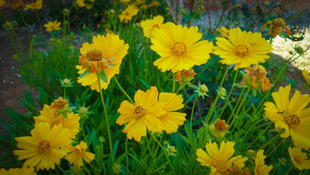 Yellow cosmos flowers in the garden at sunny summer or spring day.の写真素材