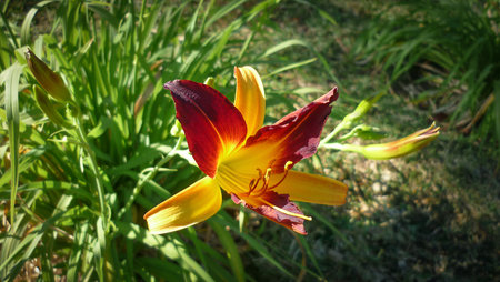 Beautiful blooming lily flower in the garden on a sunny dayの写真素材