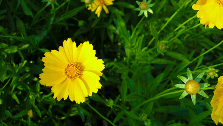 Yellow cosmos flowers in the garden with green leaves on the background.の写真素材