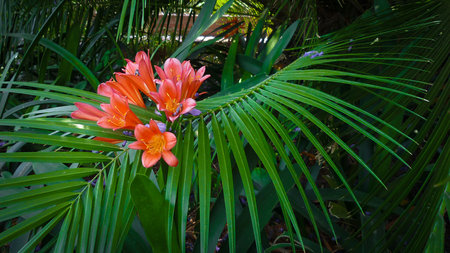 Orange flower on a palm tree in the garden. Tropical flowers.の写真素材