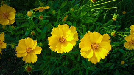 Yellow cosmos flowers in the garden. Yellow cosmos flowers in the garden.の写真素材