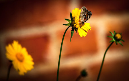 Butterfly on a Sand Coreopsis yellow flower with a red brick wall in the backgroundの写真素材