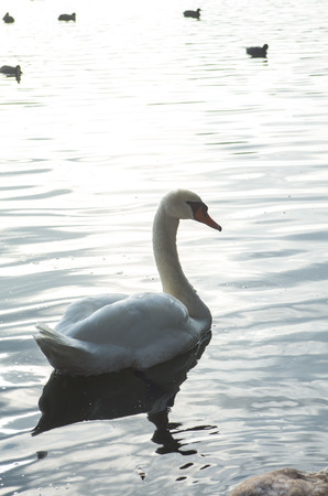 beautiful landscape of the lake and its inhabitantsの写真素材