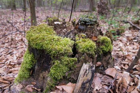 The Forest moss nature green floor Germanyの写真素材