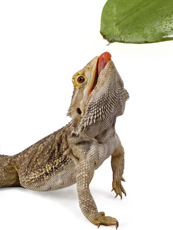bearded dragon licking water droplet from a leaf    の写真素材