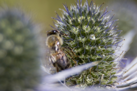 extreme close up of bee feeding on a spikey thristleの写真素材
