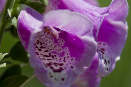 exteme close up of purple or pink spotted flower