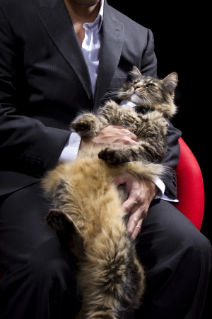 Businessman in a suit holding a cat wearing a bow tieの写真素材