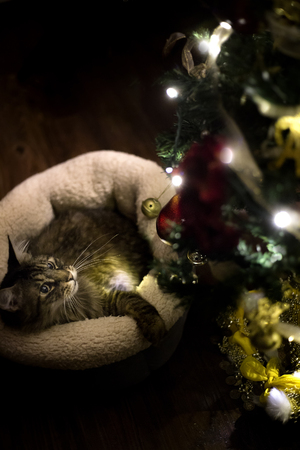 Cute maine coon cat playing with christmas tree decorations.  The pet is in an xmas sock.  The living room is dark and lit by holiday lights.の写真素材