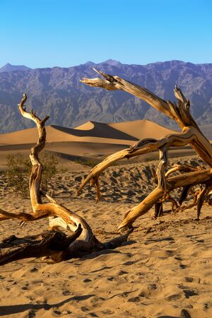 Sand dunes in a desert landscape in Death Valley California.  The vast barren land is dry and arid due to droughts result of global warming and climate change.の写真素材
