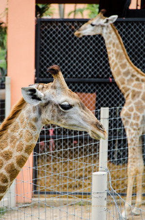 A Couple of Giraffeの写真素材
