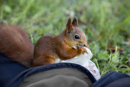 Squirrel eats a plastic bag with nuts. Squirrel stealing nuts from a bag.の写真素材