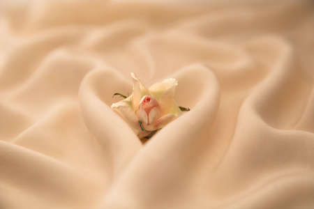 Tender background with a heart for a wedding or Valentine's Day, love, roseの写真素材