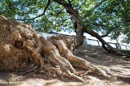 Large, unusual tree root