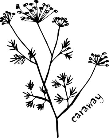 Vector sketch herbs, spices, plants, seasoning cuisine silhouette on white background, drawn black lines. Sprig of caraway seedsのイラスト素材