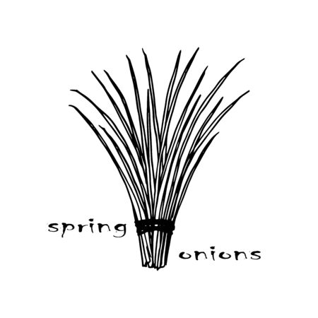 Hand drawing vector herbs ,, spices, plant silhouette of kitchen seasoning, drawn on a white background, a bunch of green onionsのイラスト素材