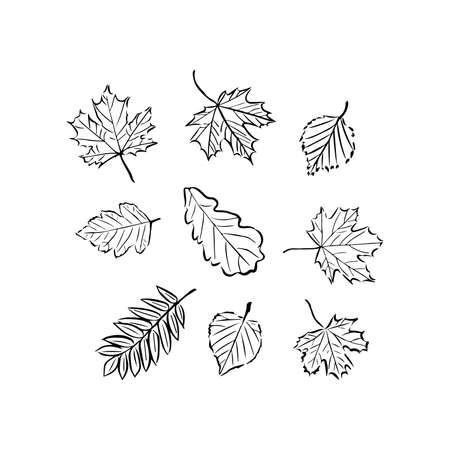 Set of graphic leaves, vector graphicsのイラスト素材