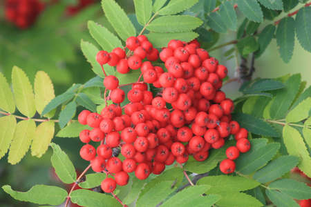 Mountain Ash (Rowan) tree berriesの写真素材