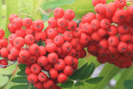 Mountain Ash (Rowan) tree berriesの写真素材
