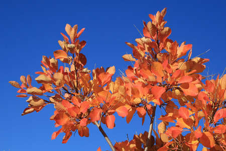 Leaves, Autumn Coloursの写真素材