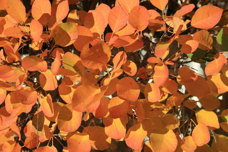 Leaves, Autumn Coloursの写真素材