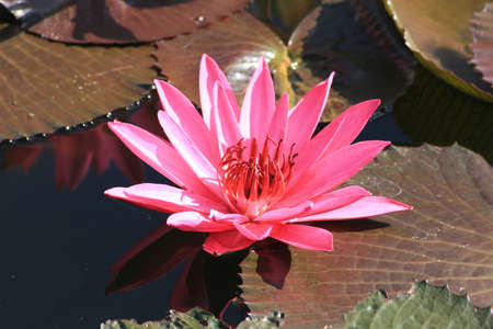 Water Lilyの写真素材
