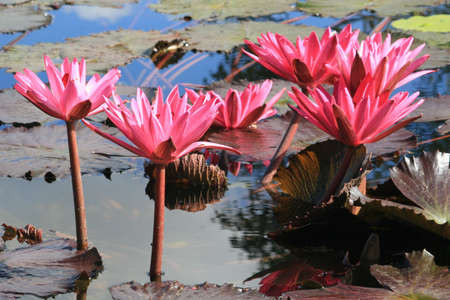 Water Lilyの写真素材