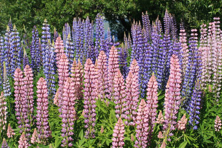 Lupinsの写真素材