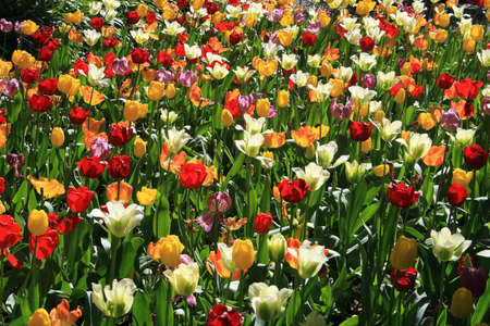 Tulipsの写真素材