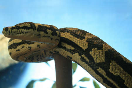 Pythonの写真素材