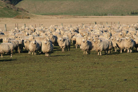 Sheep waiting to be taken into the shearing shedの写真素材