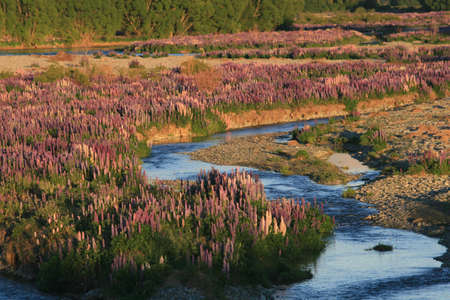 Wild Lupinsの写真素材