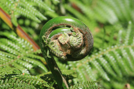 Fernの写真素材