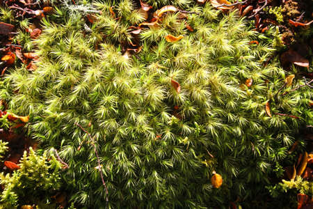 Moss backgroundの写真素材