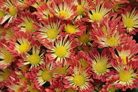 Red and yellow daisiesの写真素材