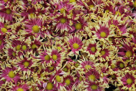 Purple and yellow daisiesの写真素材