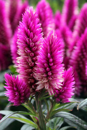 Purple flowerの写真素材
