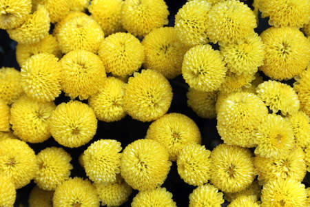 Yellow dahliaの写真素材