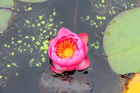 Water lily pondの写真素材