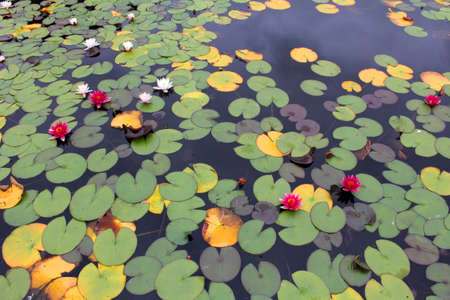 Water lily pondの写真素材