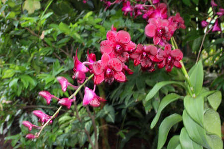 Orchid Floral Bloomの写真素材